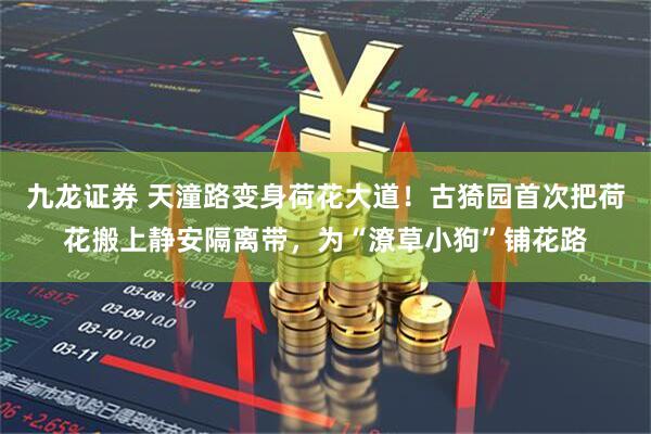 九龙证券 天潼路变身荷花大道！古猗园首次把荷花搬上静安隔离带，为“潦草小狗”铺花路